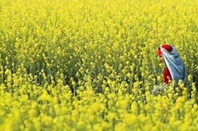 Mustard oil reduces heart disease risk