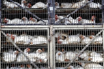 Bird Flu Cases Reported in Two Karnataka Districts, 6,000 Culled in a Week