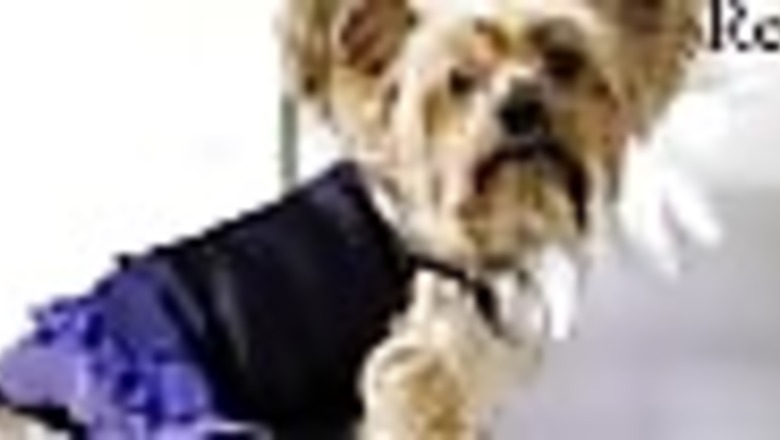 Pooch in the house can help keep kids’ allergies at bay