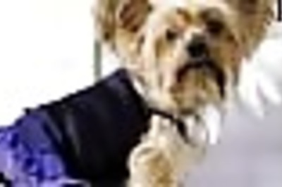 Pooch in the house can help keep kids’ allergies at bay