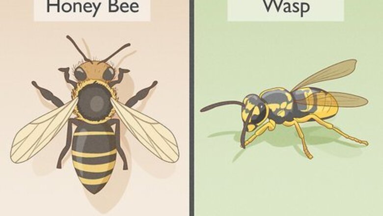 How to Get Rid of Bees