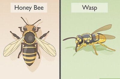 How to Get Rid of Bees