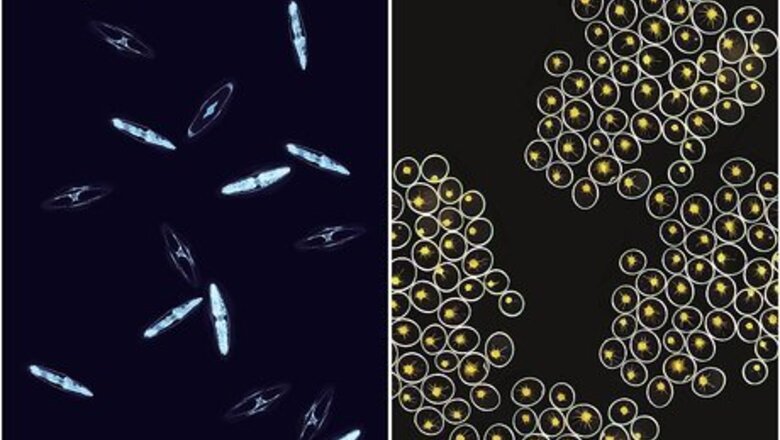 How to Grow Bioluminescent Algae at Home