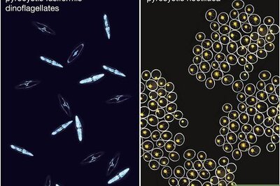 How to Grow Bioluminescent Algae at Home