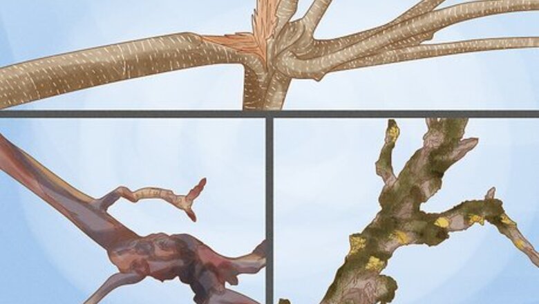 How to Prune a Pear Tree