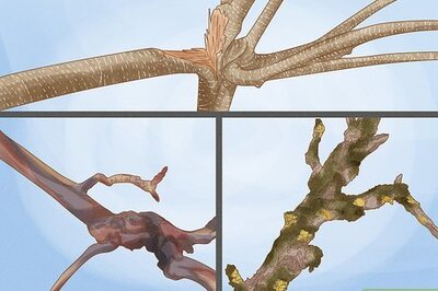 How to Prune a Pear Tree