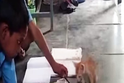 Karnataka School Kids’ Kind Gesture For A Kitten Will Melt Your Heart