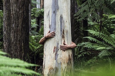 Project One Tree: From Mulch to Pruning, 10 Tips on Caring for Tree Health