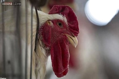 Maharashtra's beef ban to boost chicken sales