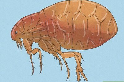 How to Kill Fleas and Ticks on Cats