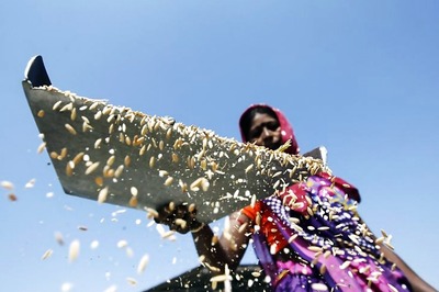 Loan Waivers Not Enough, Don't Treat Farmers Like Minority Vote Bank: RSS-Backed Kisan Sangh