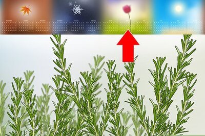 How to Harvest Rosemary
