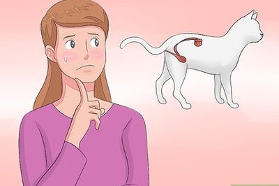 How to Diagnose Kidney Failure in Cats