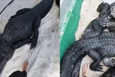 Brave Or Reckless? Man's Attempt To Walk Among Crocodiles Leaves Internet Divided
