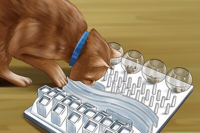 How to Feed a Cat Using Food Puzzles