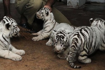 India's zoos: Need for reform