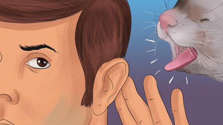 How to Diagnose Heart Disease in Ferrets