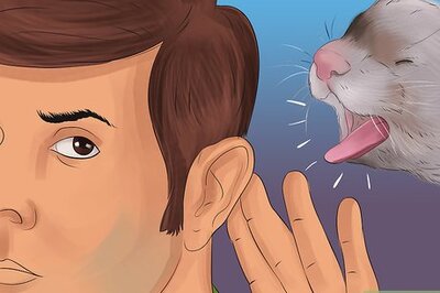 How to Diagnose Heart Disease in Ferrets