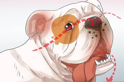 How to Treat Respiratory Problems in Bulldogs
