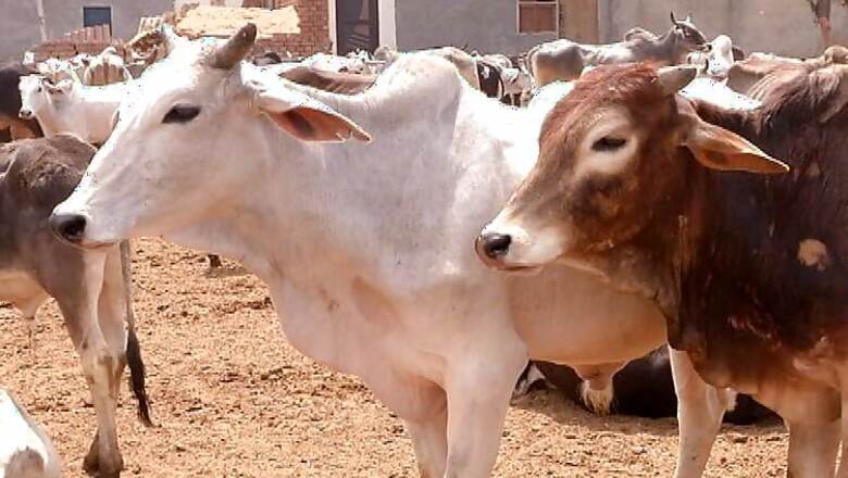 Those insisting on eating cow meat want 'freedom to insult Hindus': Organiser