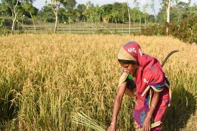 Cabinet Approves MSP Hike For 6 Rabi Crops Up To Rs 425 Per Quintal; Check Details
