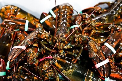 Lobster Biz Hopes For Stability After Tumultuous Trump Era