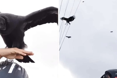 In Spine-Chilling Video, Vulture Lands Right On Paraglider's Head