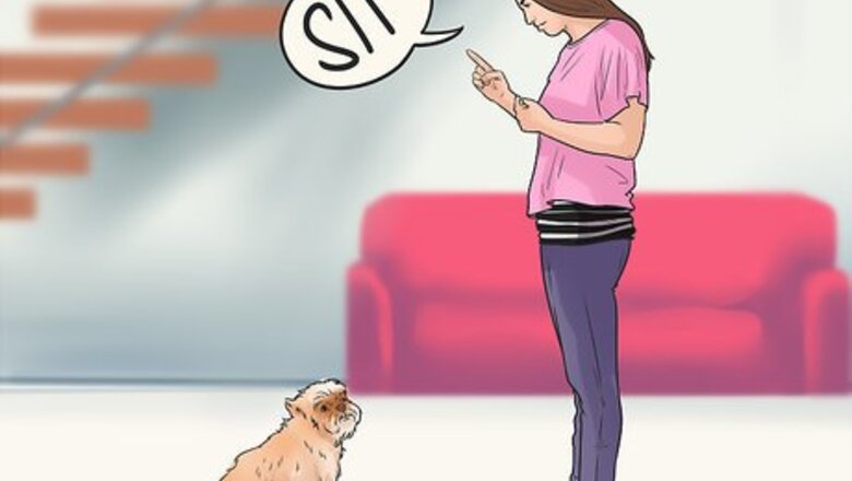 How to Care for an Affenpinscher