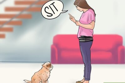 How to Care for an Affenpinscher