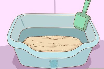 How to Train an Outdoor Cat to Use a Litter Box