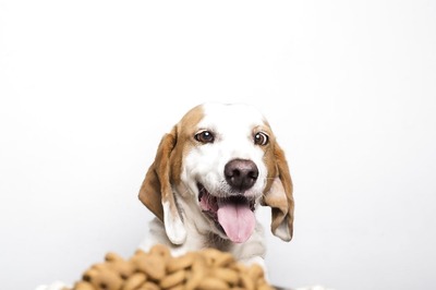 Finding the Perfect Fit: Tips for Choosing Lifestyle Appropriate Food for Your Pet