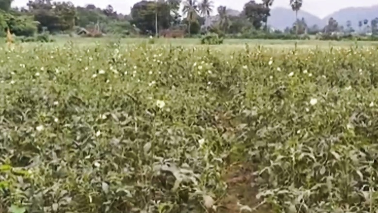 West Godavari Farmers Turn To Okra For Profitable Summer Yields