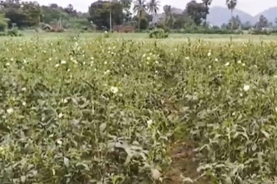 West Godavari Farmers Turn To Okra For Profitable Summer Yields