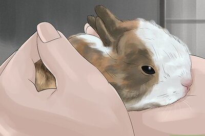 How to Raise Rabbits for Food