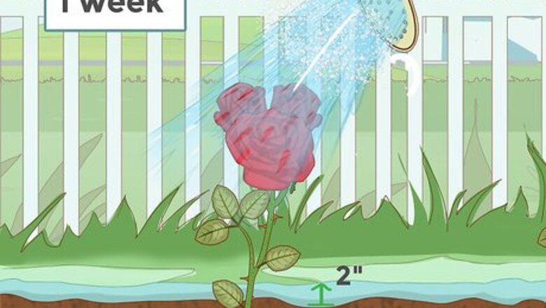 How to Care for Roses