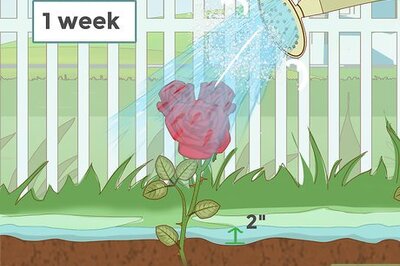 How to Care for Roses