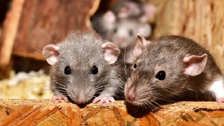 87-year-old Covid Victim's Body Nibbled by Rats at Private Hospital in Indore, Probe Ordered