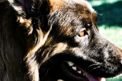 Kolkata Twin Murder Case: Gypsy, a Police Dog, Tracked Killers' Scent to Railway Station Near Crime Scene