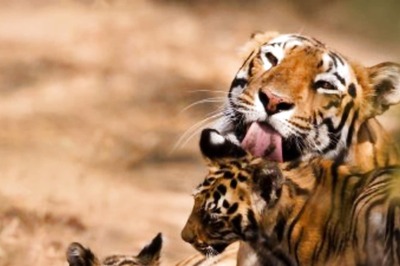 International Tiger Day 2022: Interesting Facts and Their Present Population