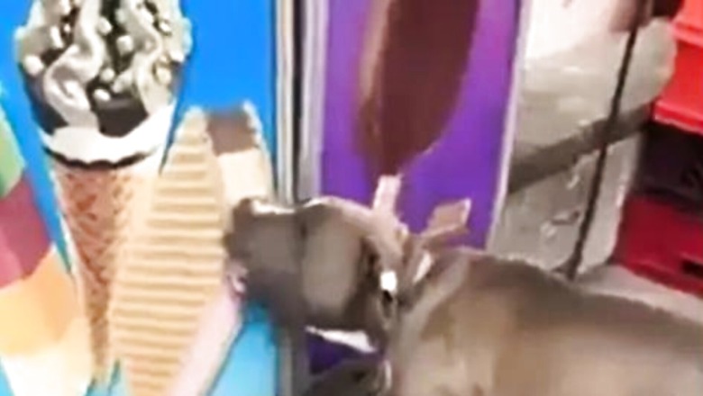 Watch: Dog Licking, Biting Poster Of Ice Cream Is Today's Dose of Cuteness