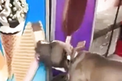 Watch: Dog Licking, Biting Poster Of Ice Cream Is Today's Dose of Cuteness