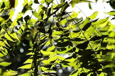 Neem Leaves: An Ayurvedic Remedy With Proven Health Benefits