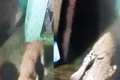 Watch: Lepard Runs For Life After Getting Chased By Three Dogs In Nainital