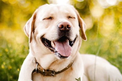 Shocking: DNA Company In Canada Identifies Woman As A Dog