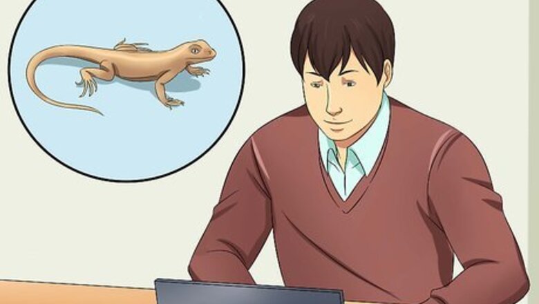 How to Catch a Wild Lizard and Hold It