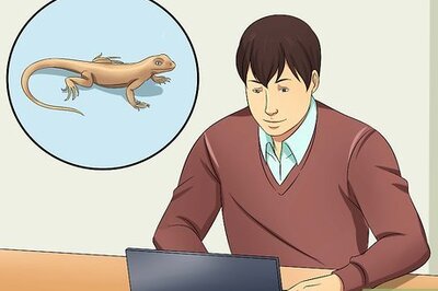 How to Catch a Wild Lizard and Hold It