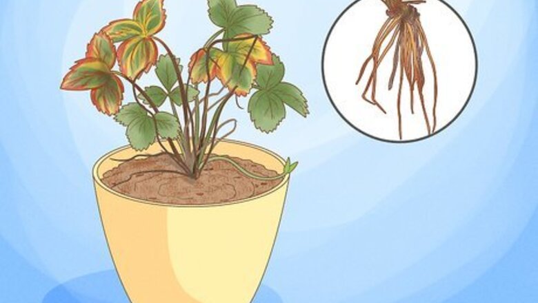 How to Identify and Treat Strawberry Diseases