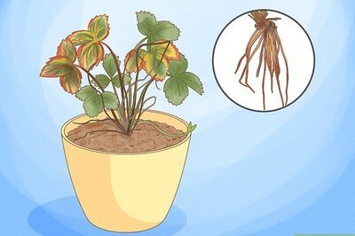 How to Identify and Treat Strawberry Diseases