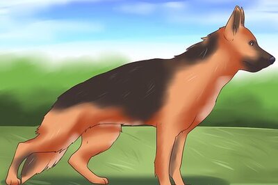 How to Detect Canine Hip Dysplasia