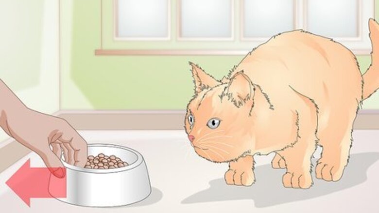 How to Teach Your Cat to Kiss